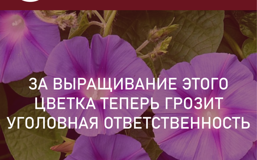 Это нельзя выращивать на даче. За выращивание этого цветка теперь грозит уголовная ответственность